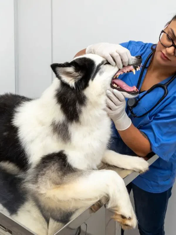 Is-teeth-chattering-bad-for-dogs
